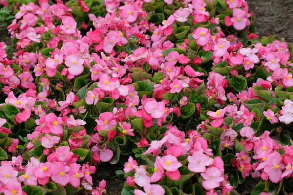 Quais são os documentos necessários para comprar uma casa?